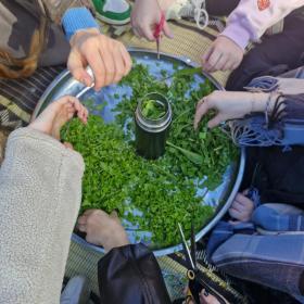 ליקוט-15